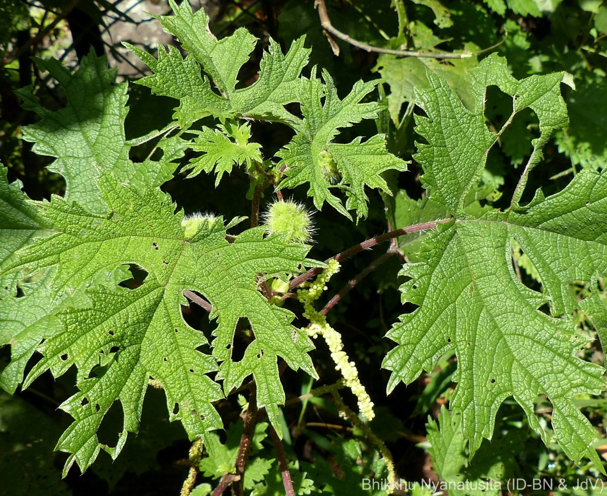 Girardinia diversifolia (Link) Friis